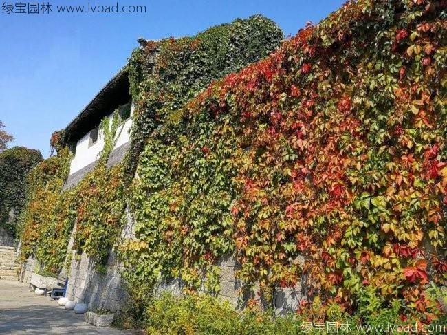 五葉地錦 五葉地錦