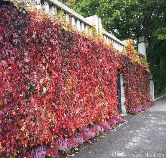 五葉地錦 五葉地錦