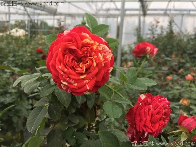 <a href='http://www.fscangbo.com/tengbenpanyuanzhiwu/3416.html' target='_blank'>藤本月季</a>