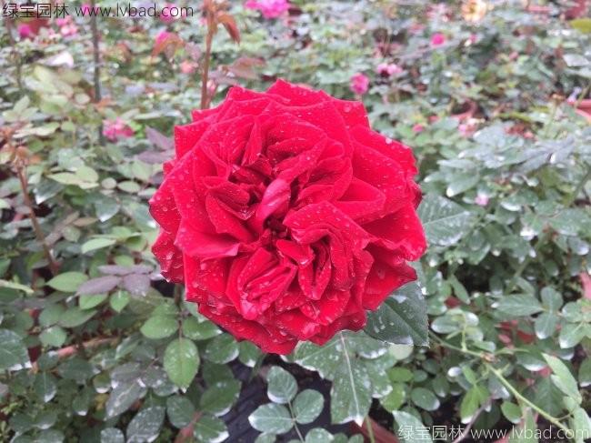 歐月<a href='http://www.fscangbo.com/linmuzhongzi/1700.html' target='_blank'>月季花</a>苗 歐月<a href='http://www.fscangbo.com/linmuzhongzi/1700.html' target='_blank'>月季花</a>苗