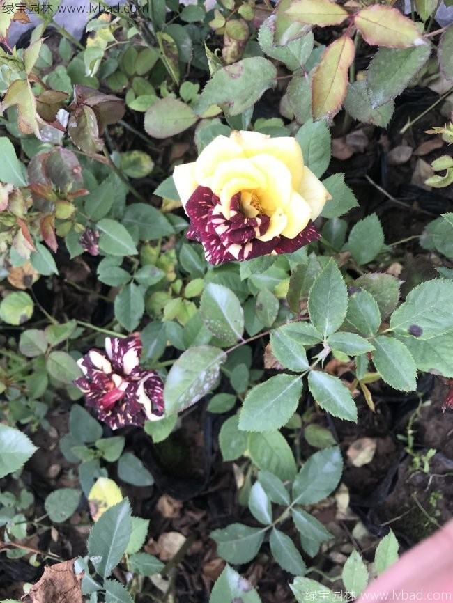 歐月<a href='http://www.fscangbo.com/tengbenpanyuanzhiwu/3570.html' target='_blank'>月季</a>花苗 歐月<a href='http://www.fscangbo.com/tengbenpanyuanzhiwu/3570.html' target='_blank'>月季</a>花苗