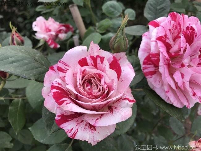 歐月<a href='http://www.fscangbo.com/tengbenpanyuanzhiwu/3570.html' target='_blank'>月季</a>花苗 歐月<a href='http://www.fscangbo.com/tengbenpanyuanzhiwu/3570.html' target='_blank'>月季</a>花苗