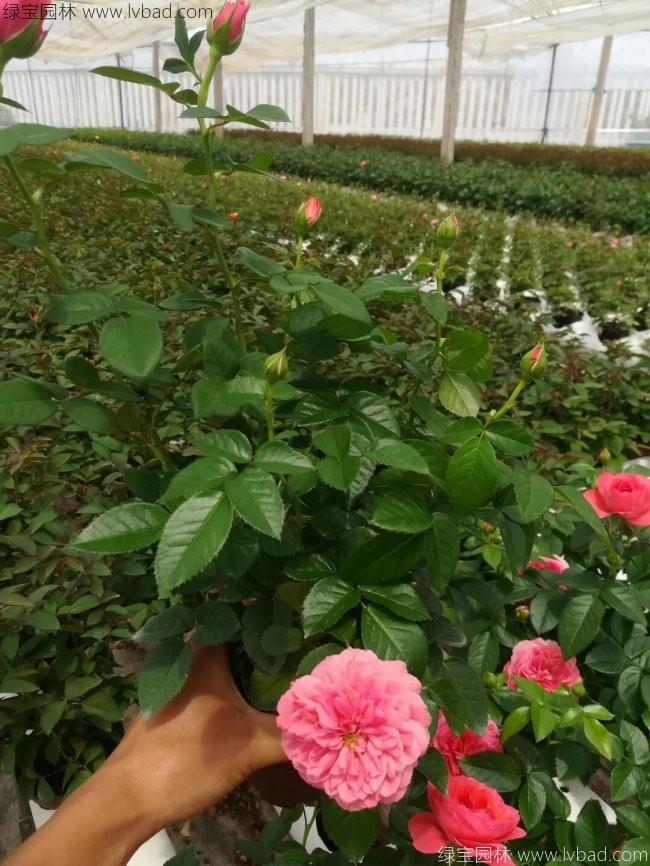 歐月月季花苗 歐月月季花苗