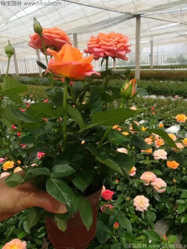 歐月<a href='http://www.fscangbo.com/tengbenpanyuanzhiwu/3570.html' target='_blank'>月季</a>花苗 歐月<a href='http://www.fscangbo.com/tengbenpanyuanzhiwu/3570.html' target='_blank'>月季</a>花苗