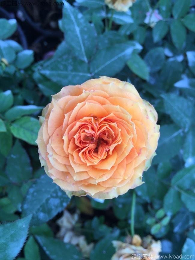 歐月<a href='http://www.fscangbo.com/linmuzhongzi/1700.html' target='_blank'>月季花</a>苗 歐月<a href='http://www.fscangbo.com/linmuzhongzi/1700.html' target='_blank'>月季花</a>苗