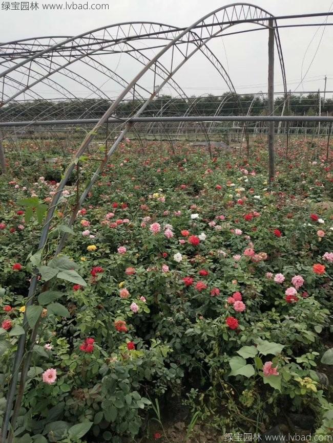 歐月月季花苗 歐月月季花苗