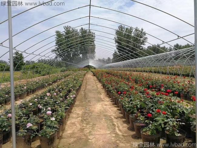 歐月月季花苗 歐月月季花苗