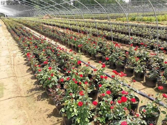 歐月月季花苗 歐月月季花苗