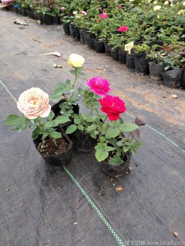 歐月月季花苗 歐月月季花苗