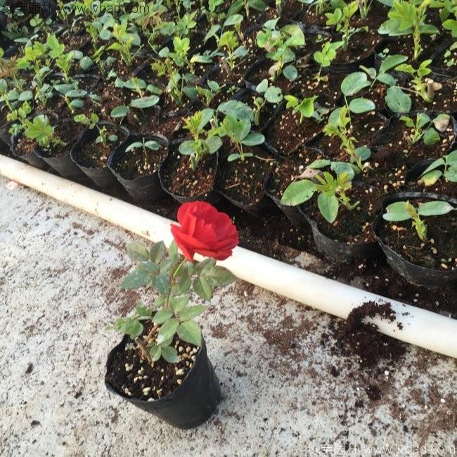 歐月月季花苗 歐月月季花苗