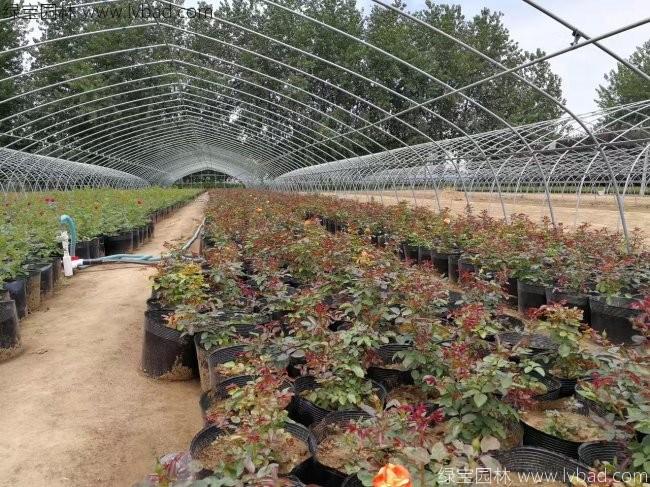 歐月月季花苗 歐月月季花苗