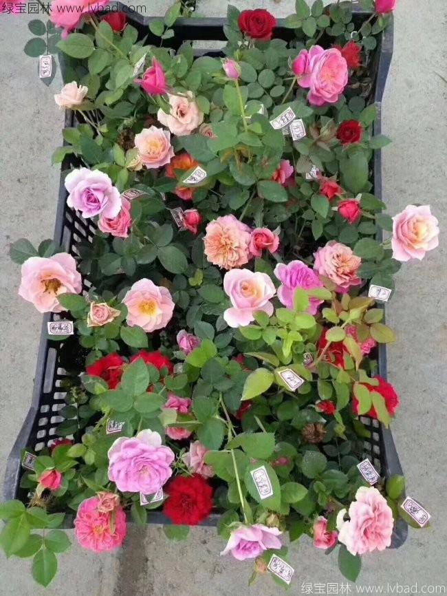 歐月月季花苗 歐月月季花苗