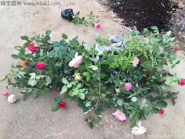 歐月月季花苗 歐月月季花苗