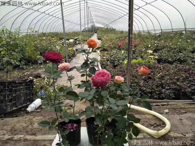 歐月月季花苗 歐月月季花苗