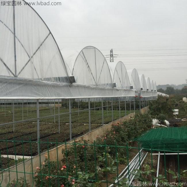 歐月月季花苗 歐月月季花苗