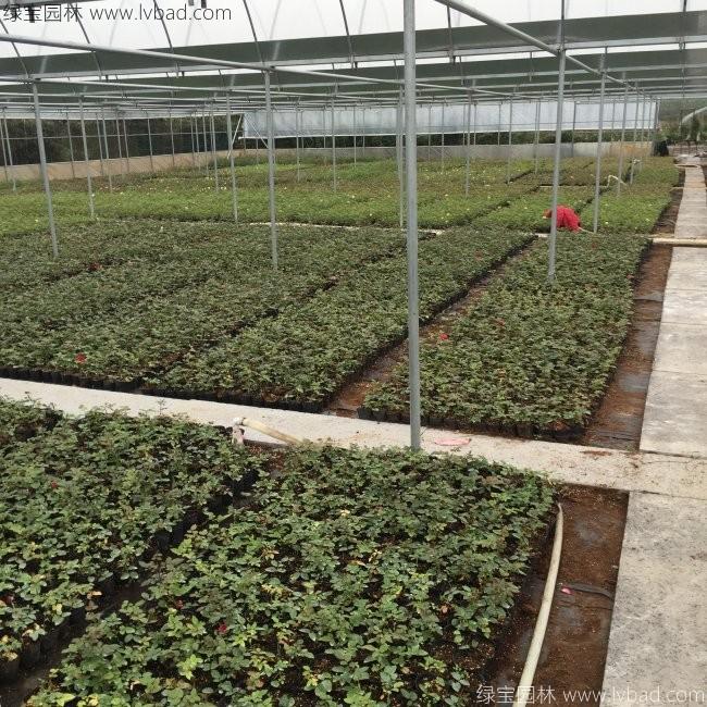 歐月月季花苗 歐月月季花苗