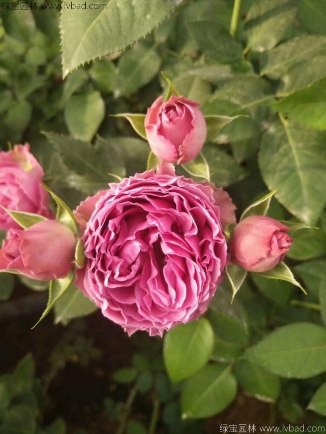 大花月季 大花月季