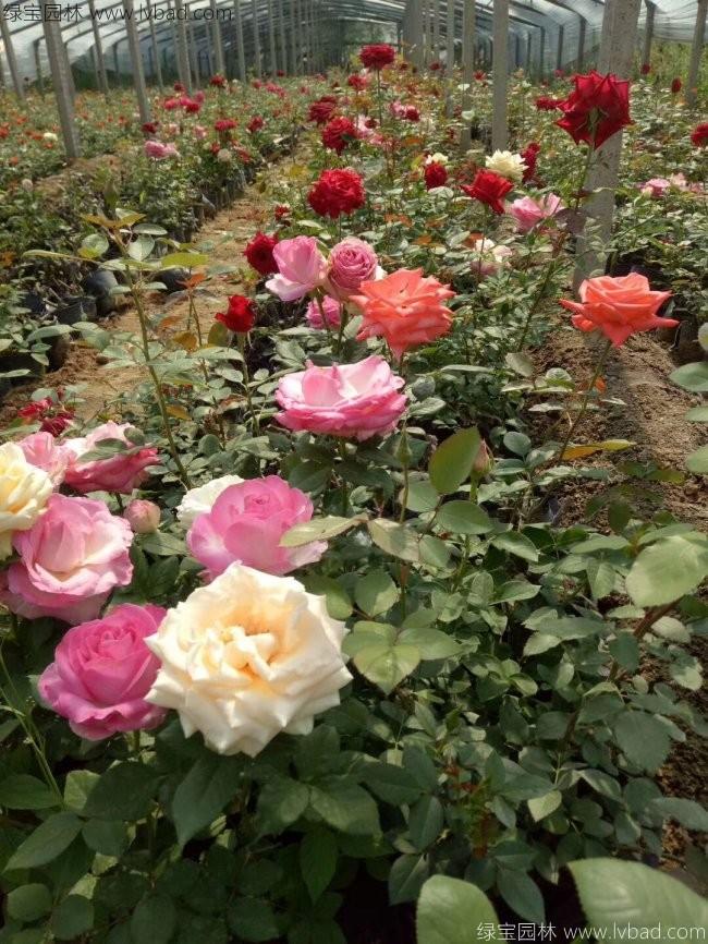 大花月季 大花月季