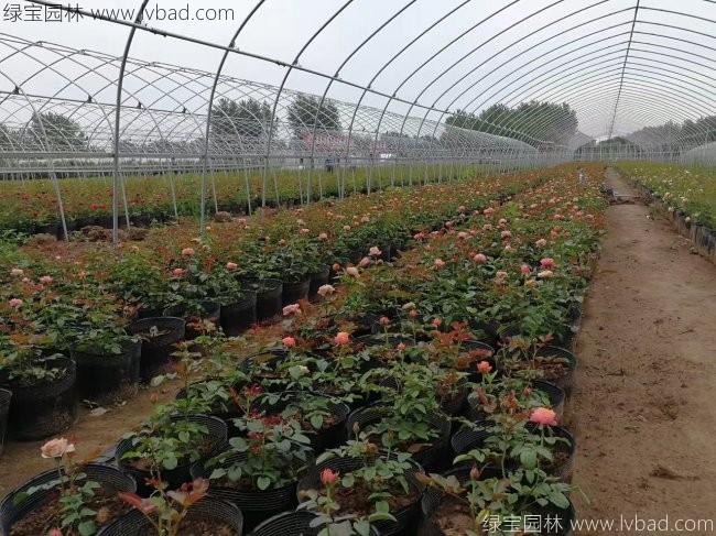 大花月季 大花月季