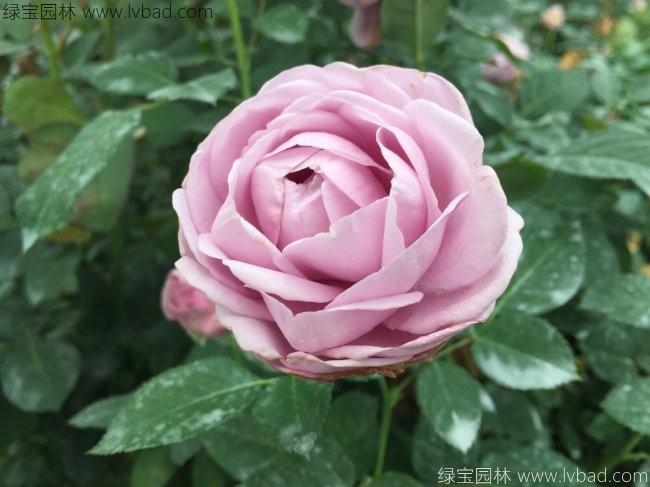 <a href='http://www.fscangbo.com/linmuzhongzi/1700.html' target='_blank'>月季花</a>