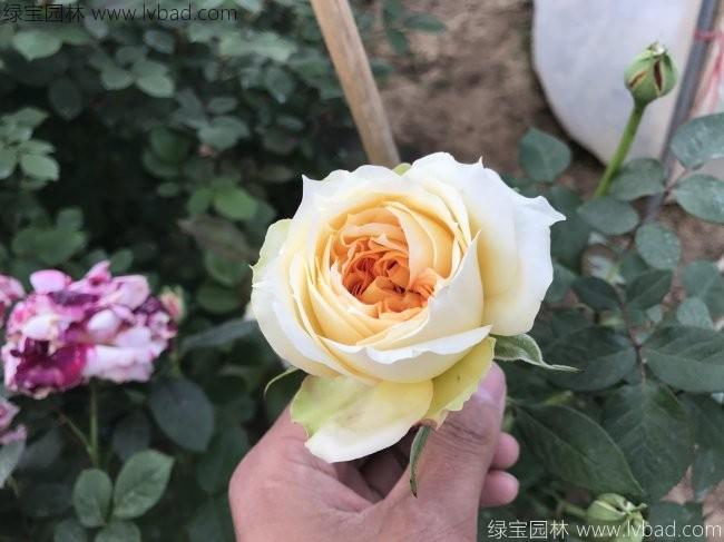 <a href='http://www.fscangbo.com/tengbenpanyuanzhiwu/3570.html' target='_blank'>月季</a>花