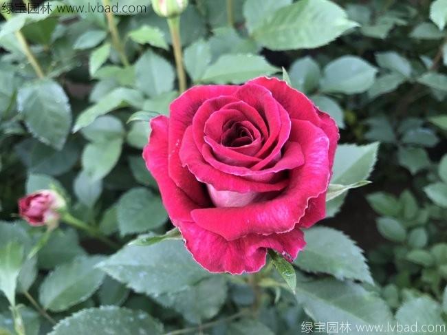 <a href='http://www.fscangbo.com/tengbenpanyuanzhiwu/3570.html' target='_blank'>月季</a>花