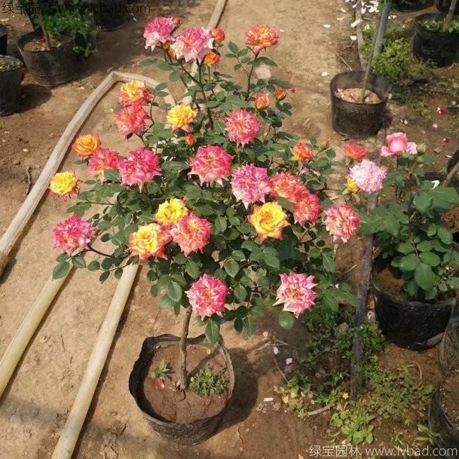 <a href='http://www.fscangbo.com/tengbenpanyuanzhiwu/7437.html' target='_blank'>月季樹</a> <a href='http://www.fscangbo.com/tengbenpanyuanzhiwu/3570.html' target='_blank'>月季</a>樹