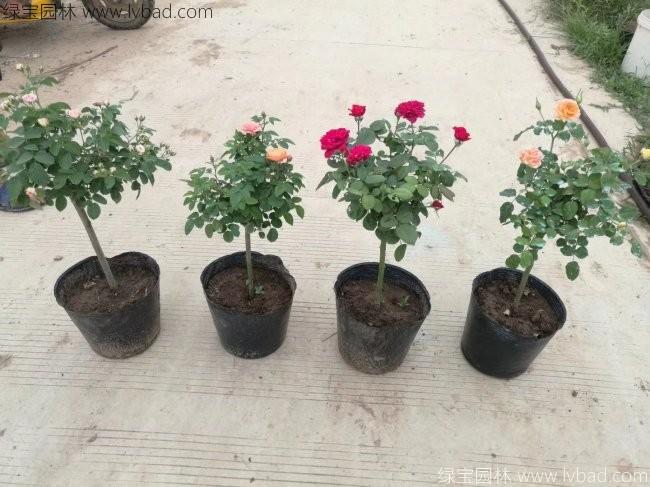 <a href='http://www.fscangbo.com/tengbenpanyuanzhiwu/3570.html' target='_blank'>月季</a>樹 <a href='http://www.fscangbo.com/tengbenpanyuanzhiwu/7437.html' target='_blank'>月季樹</a>