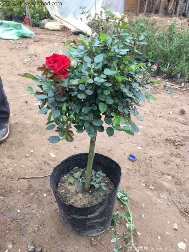 <a href='http://www.fscangbo.com/tengbenpanyuanzhiwu/3570.html' target='_blank'>月季</a>樹 月季樹