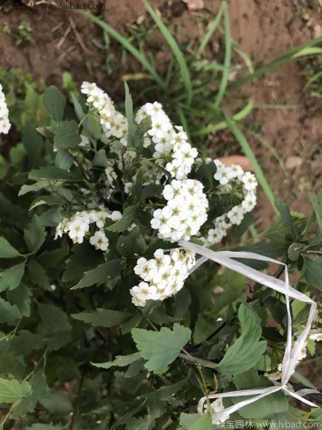 珍珠梅 珍珠梅
