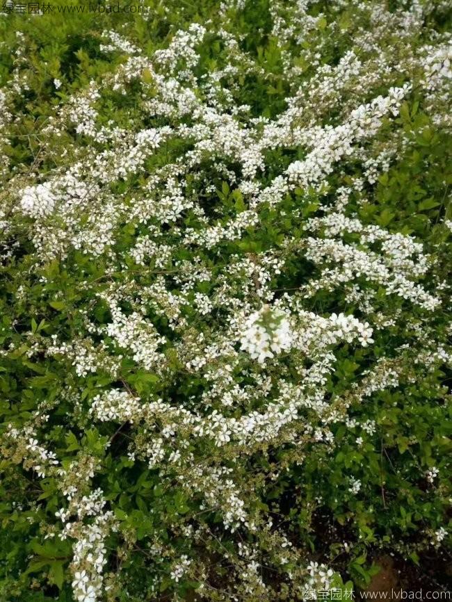 珍珠梅 珍珠梅