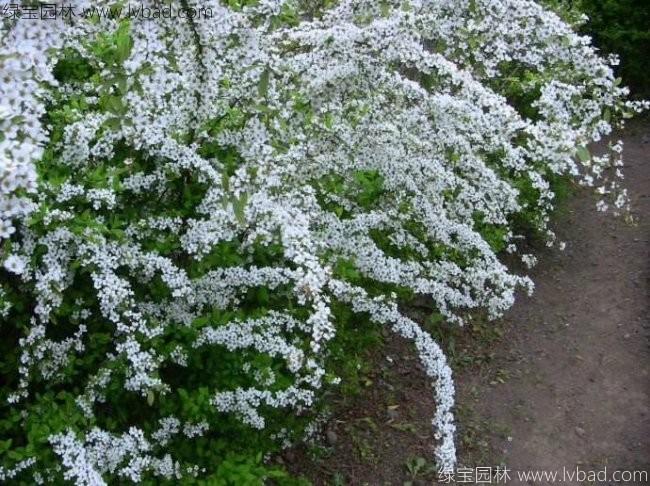珍珠梅 珍珠梅