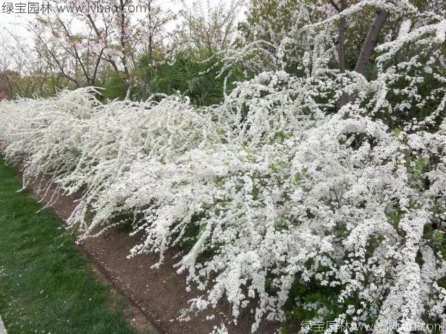 珍珠梅 珍珠梅