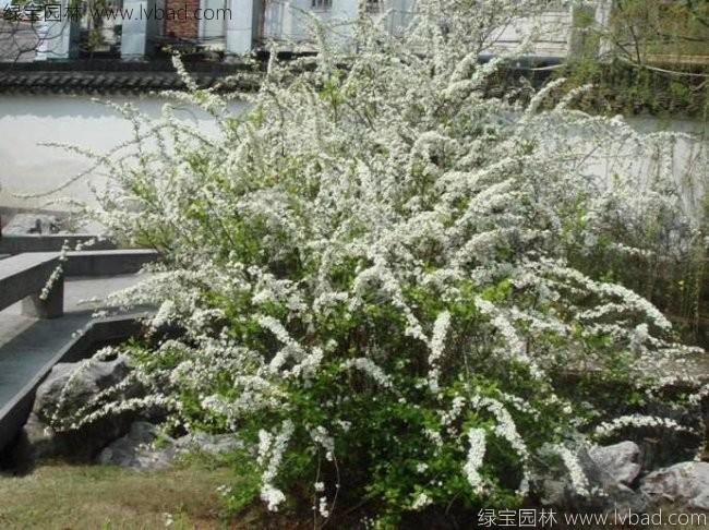 珍珠梅 珍珠梅