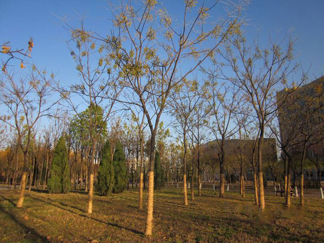 <a href='http://www.fscangbo.com/xingdaoshu/3368.html' target='_blank'>苦楝樹(shù)</a>