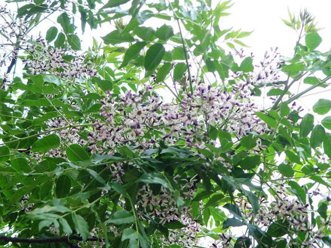 <a href='http://www.fscangbo.com/linmuzhongzi/1725.html' target='_blank'>苦楝</a>樹(shù)