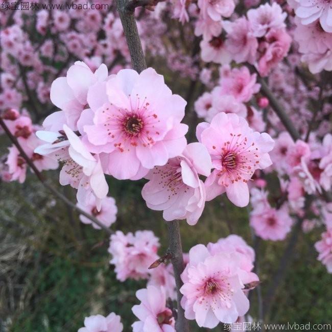 美人梅 美人梅