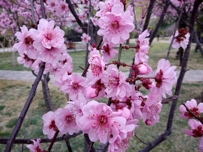 <a href='http://www.fscangbo.com/dibeiguanmu/3580.html' target='_blank'>美人梅</a>