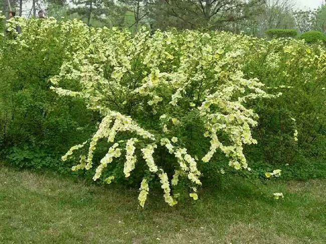 <a href='http://www.fscangbo.com/dibeiguanmu/3574.html' target='_blank'>黃刺梅</a>球