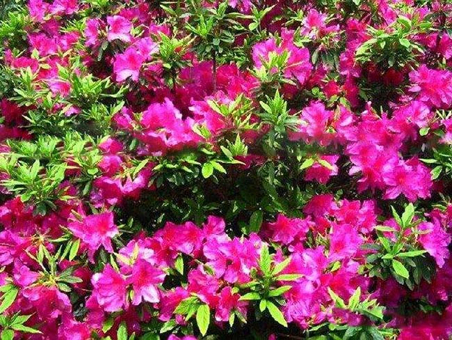 <a href='http://www.fscangbo.com/dibeiguanmu/3572.html' target='_blank'>杜鵑花</a>苗 <a href='http://www.fscangbo.com/dibeiguanmu/3572.html' target='_blank'>杜鵑花</a>苗