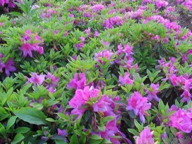 杜鵑花苗 杜鵑花苗