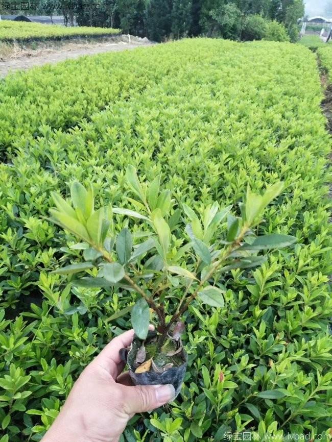 杜鵑花苗 杜鵑花苗