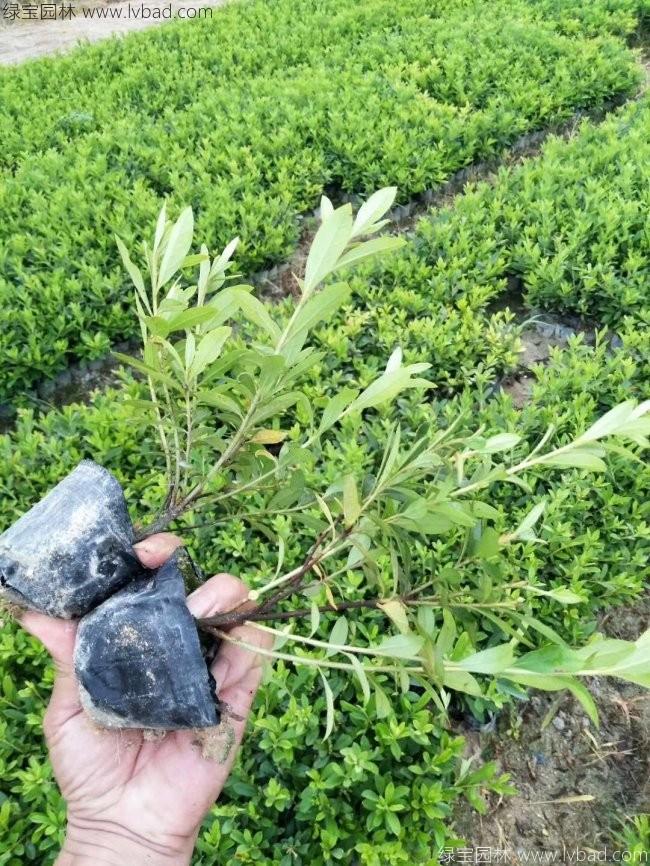 杜鵑花苗 杜鵑花苗