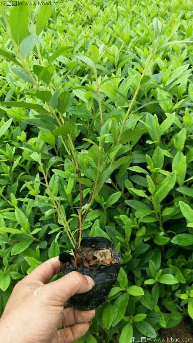 杜鵑花苗 杜鵑花苗