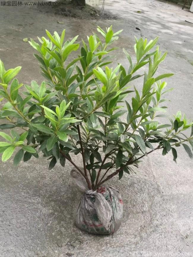 杜鵑花苗 杜鵑花苗