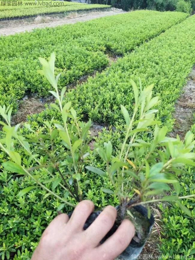 杜鵑花苗 杜鵑花苗