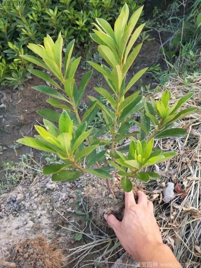 杜鵑花苗 杜鵑花苗