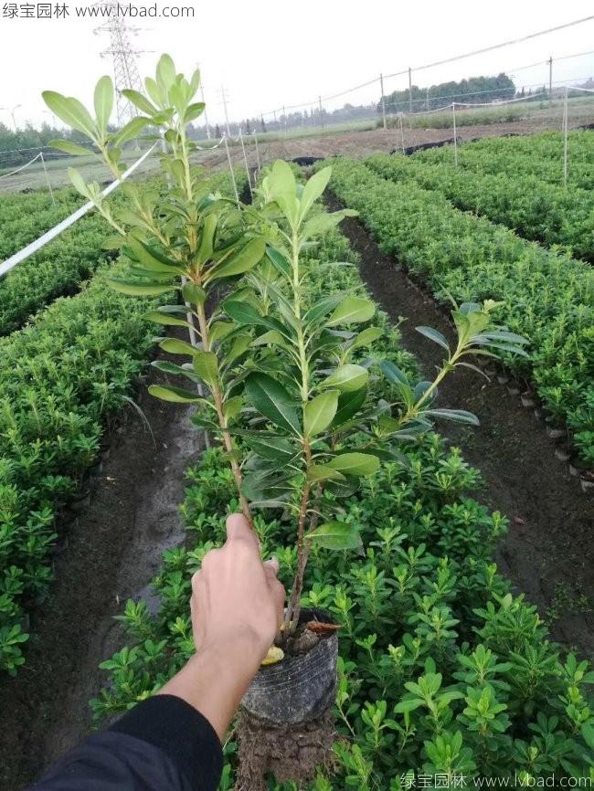 杜鵑花苗 杜鵑花苗