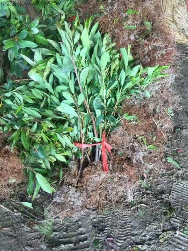 杜鵑花苗 杜鵑花苗