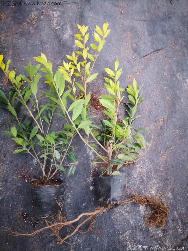 杜鵑花苗 杜鵑花苗